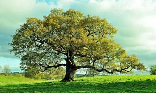 caractéristiques et propriétés de cet arbre ancien