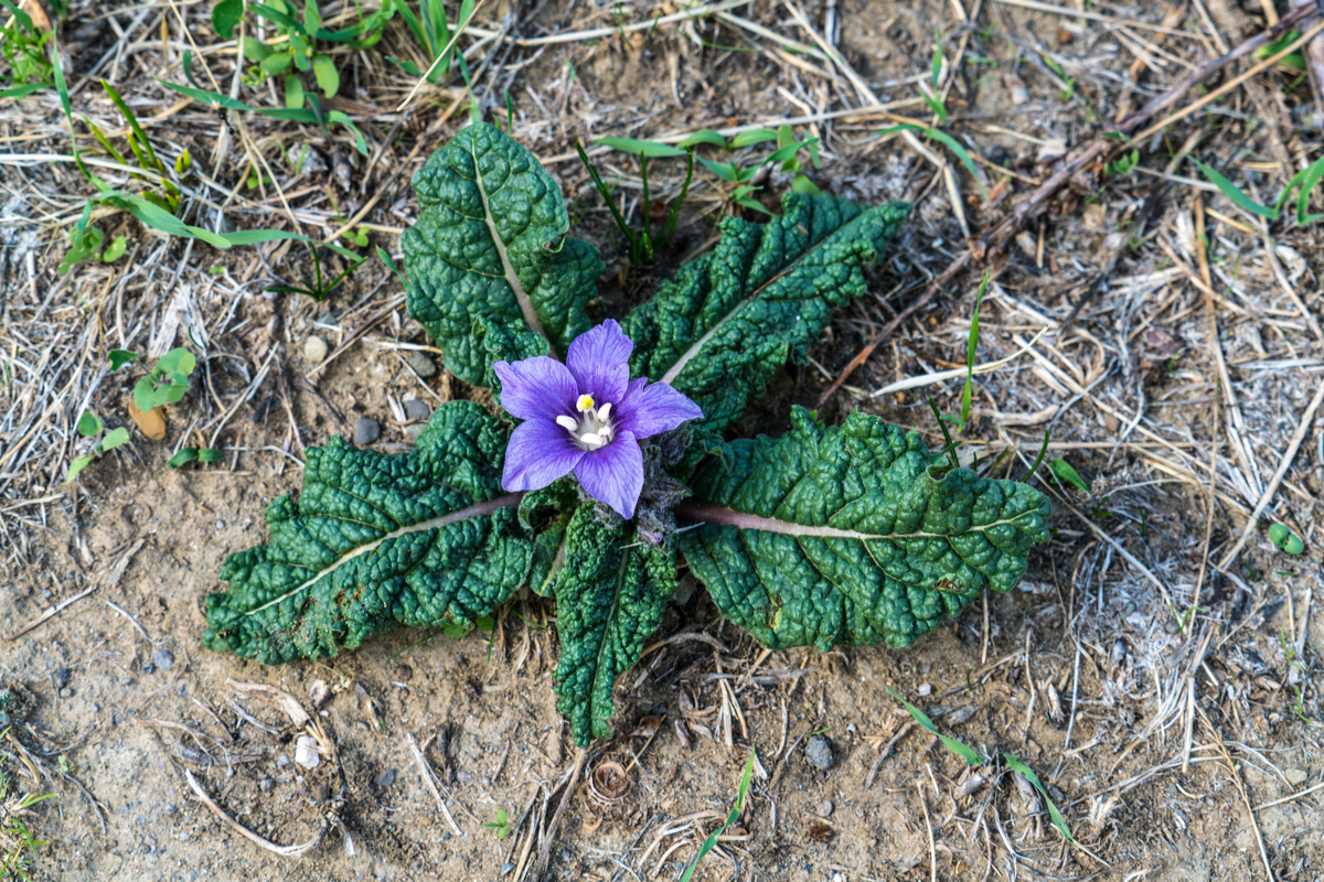 la plante toxique qui ressemble à la bourrache