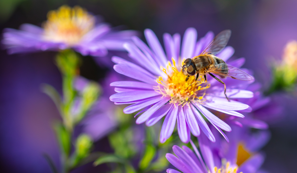 plantes et arbustes qui attirent les insectes pollinisateurs