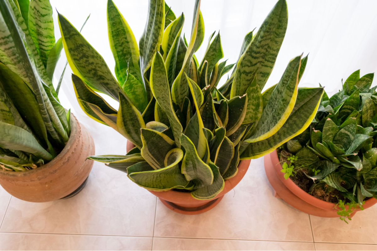 une plante qui meuble et purifie l'air
