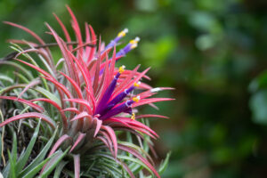 une plante qui vit sans racines ni terre, avec des fleurs colorées