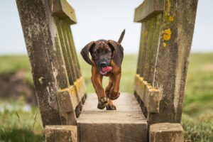 Bavarian Hound, le meilleur chien de chasse au monde