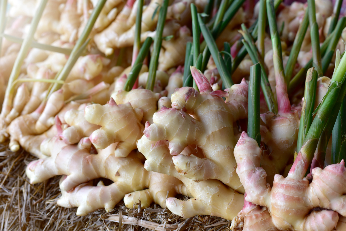 Les racines comestibles ce qu'elles sont et quelques recettes à faire à la maison