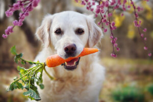 Quels sont les légumes que les chiens peuvent manger