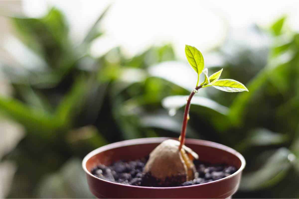 Comment faire pousser un jeune arbre d'avocat de la fosse