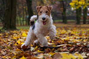 Fox Terrier : caractère, éducation et apparence