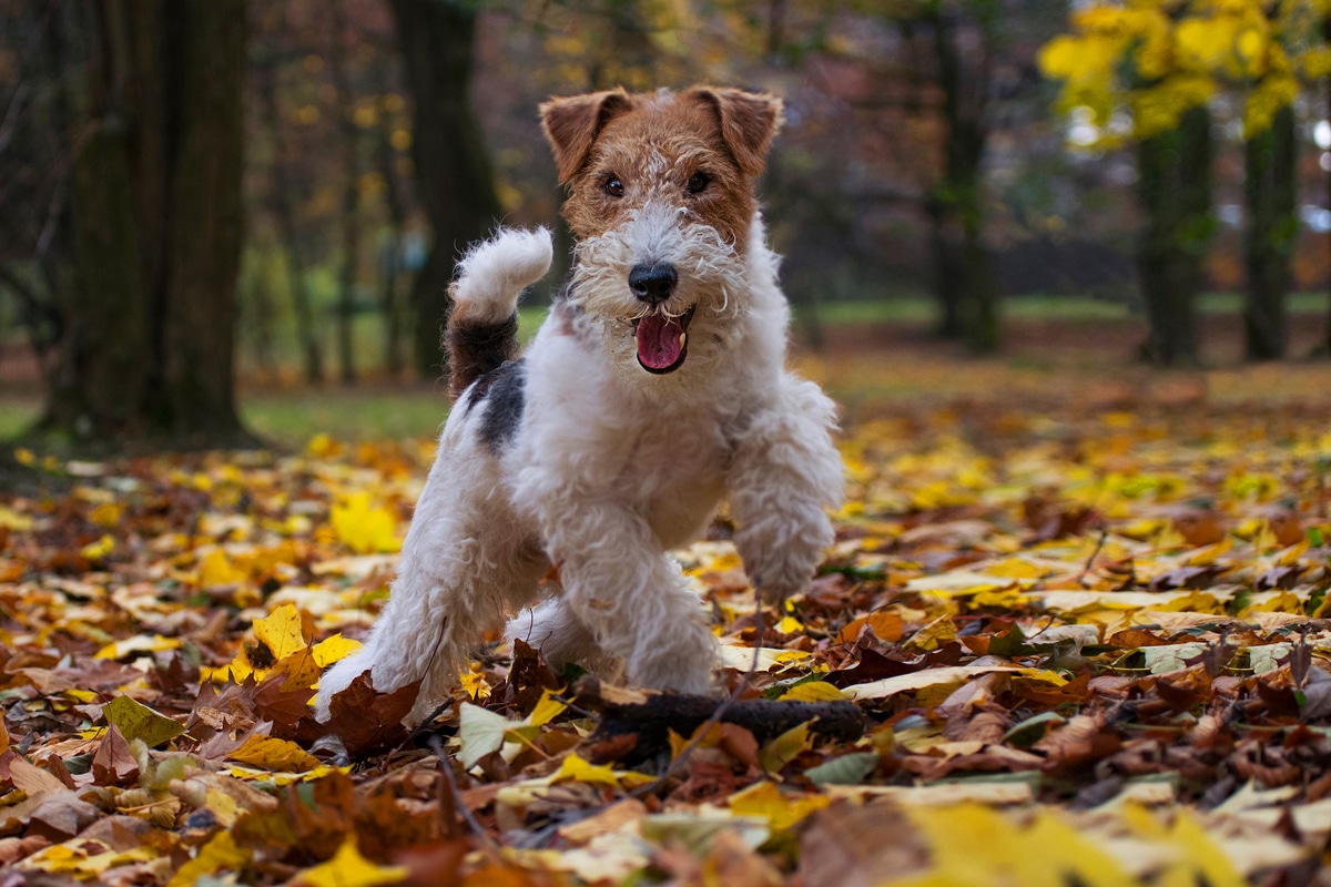Fox Terrier : caractère, éducation et apparence