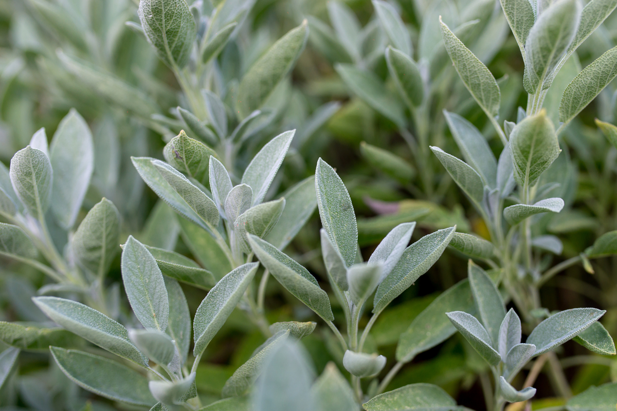 Lire la suite à propos de l’article propriétés, utilisations culinaires et cosmétiques de cette plante aromatique