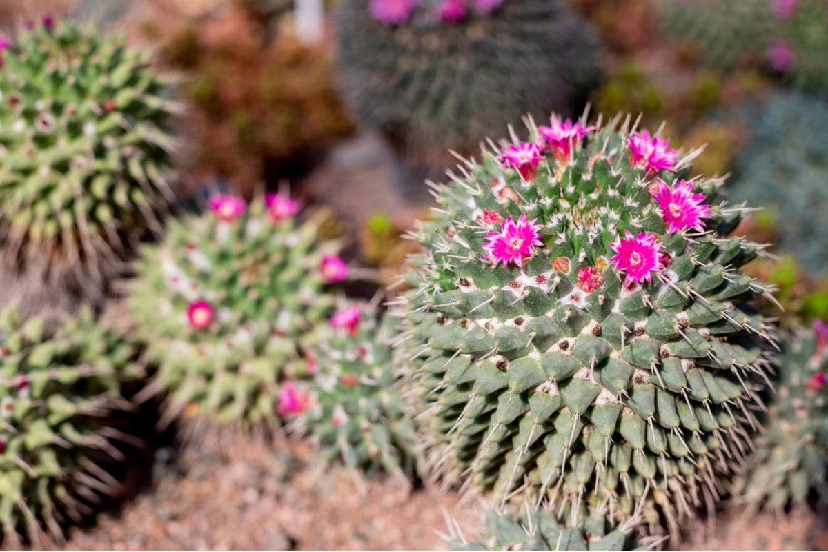 Lire la suite à propos de l’article L&rsquo;Échinocactus caractéristiques, soins et culture