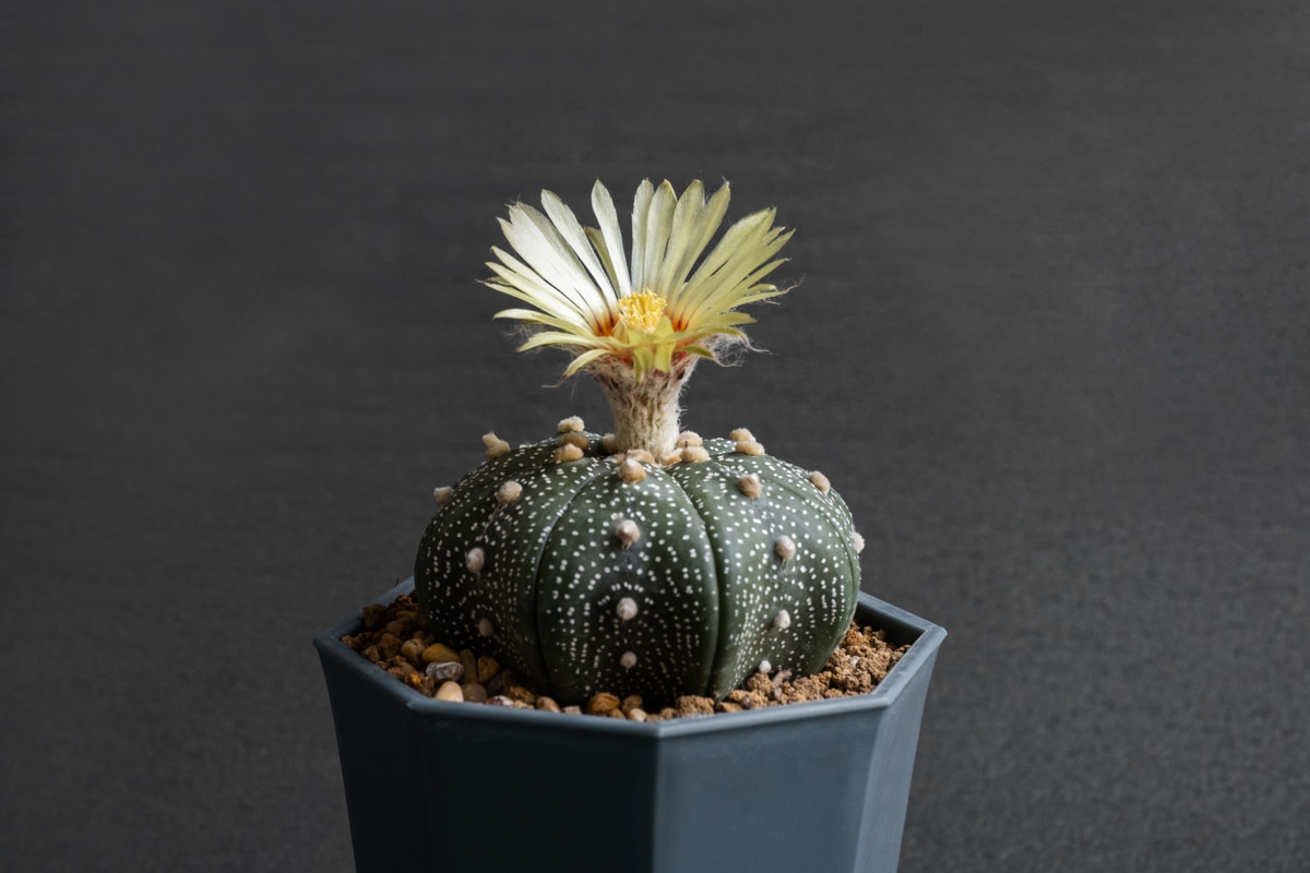 Lire la suite à propos de l’article conseils pour entretenir et cultiver ces succulentes à fleurs