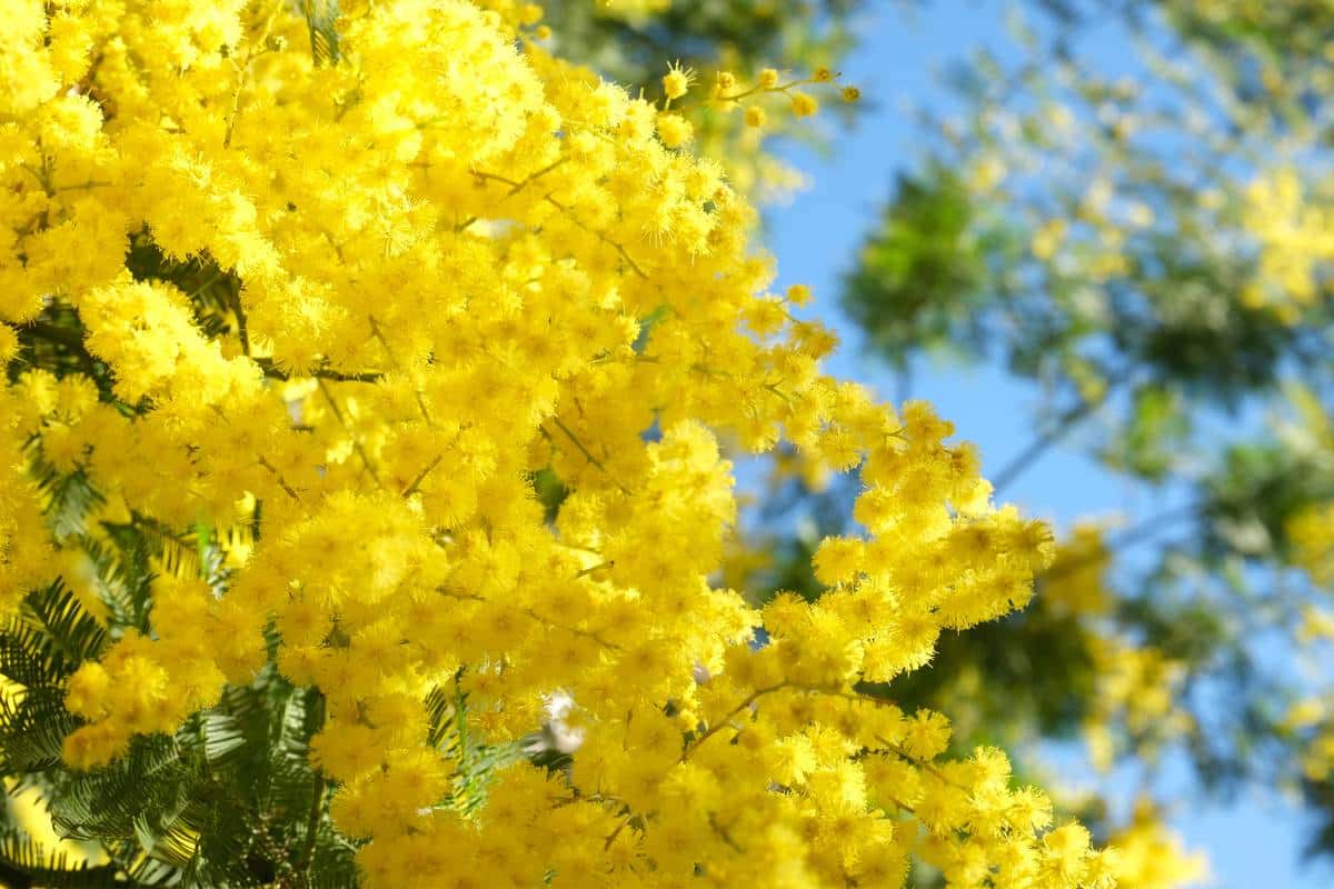 variétés, conseils pour la culture, la taille et la floraison