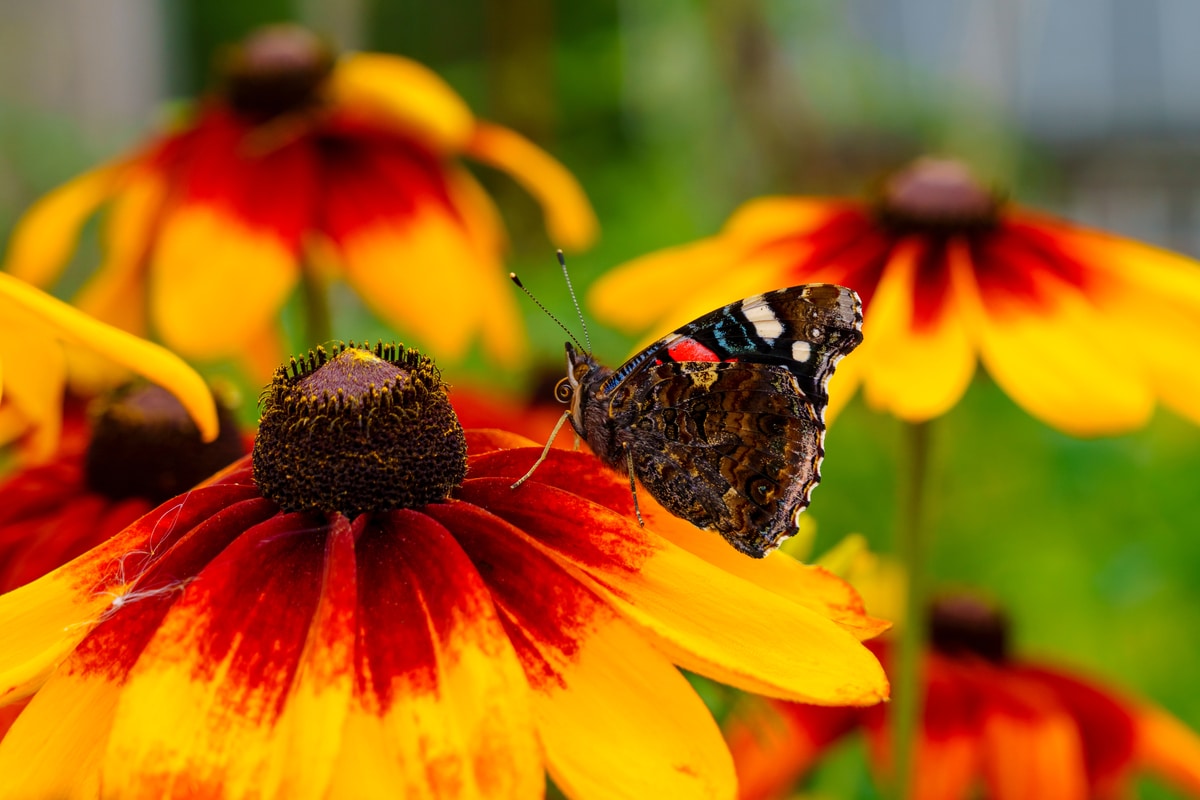 Lire la suite à propos de l’article Rudbeckie variétés et culture de cette plante vivace décorative