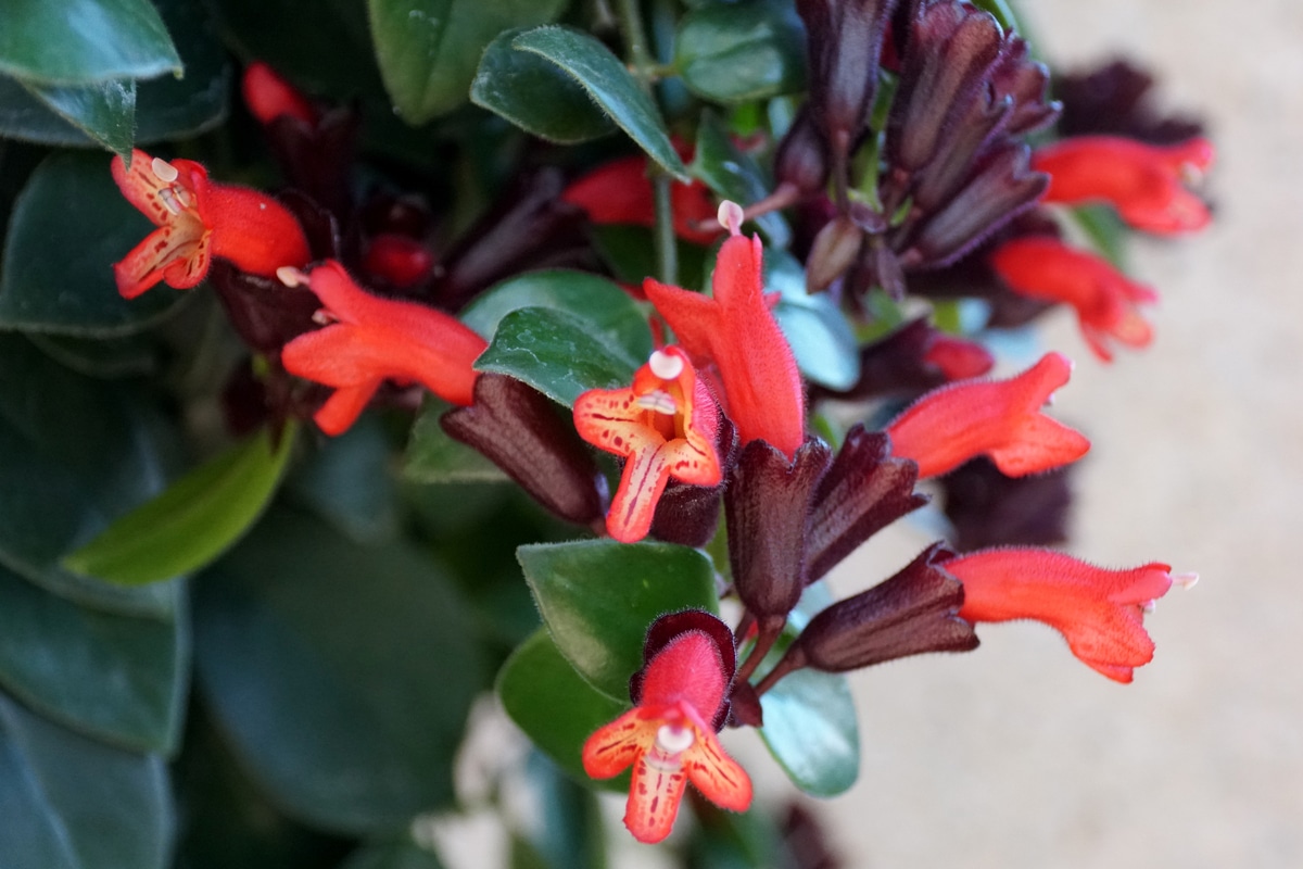 Lire la suite à propos de l’article Eschinanto tout savoir sur cette belle plante d&rsquo;intérieur