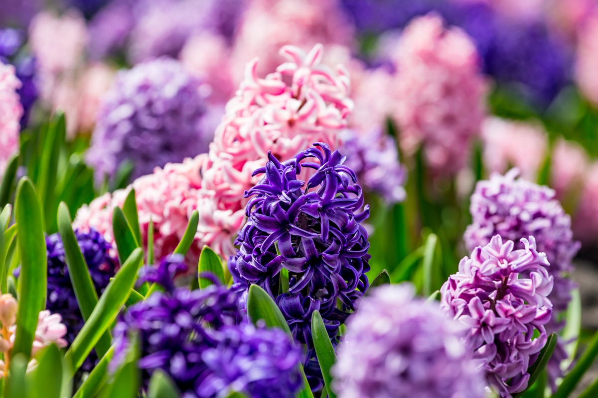 soin et variété d'un bulbe à fleurs colorées