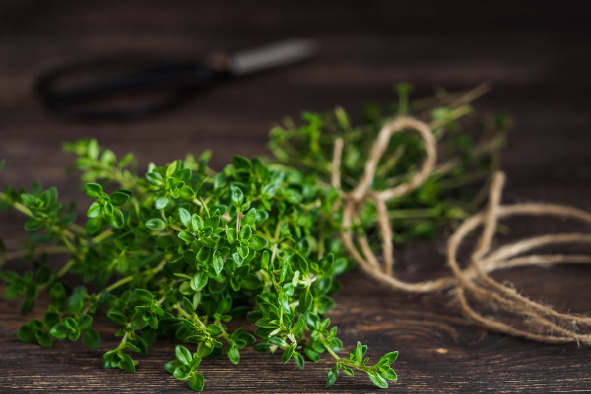 propriétés, recettes et utilisations de cette plante aromatique
