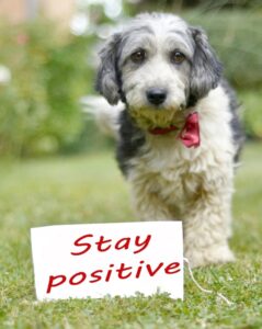 Frasi per cani