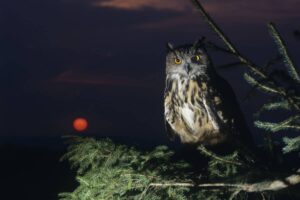 Animaux nocturnes : voici les animaux qui vivent la nuit