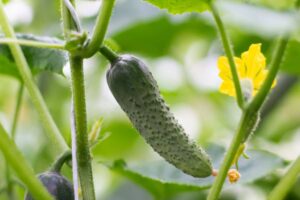 Comment faire pousser des concombres en pots : techniques et astuces utiles