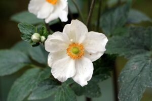 culture, soins et conseils pour avoir de belles fleurs