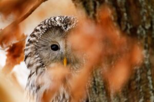 habitudes, nutrition et choses à savoir entre réalité et légende