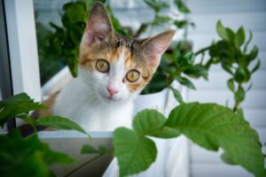 origine, caractéristiques et similitudes avec le chat sauvage