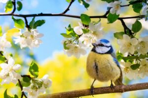 qu'est-ce que c'est et comment faire un "jardin d'oiseaux"