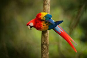 races et caractéristiques particulières de ces oiseaux