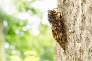 Cigale : ce qu'il faut savoir sur cet insecte estival