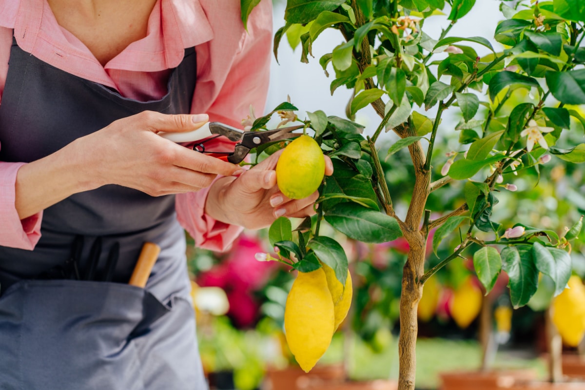 You are currently viewing Citronnier, tous les trucs et astuces pour le cultiver