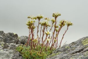 Guide de la Saxifraga, la plante qui pousse parmi les pierres