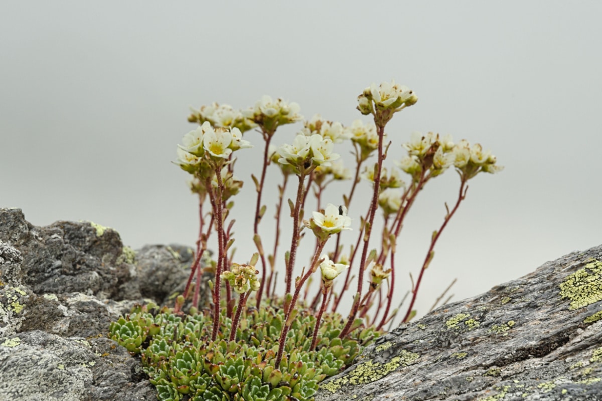 Guide de la Saxifraga, la plante qui pousse parmi les pierres