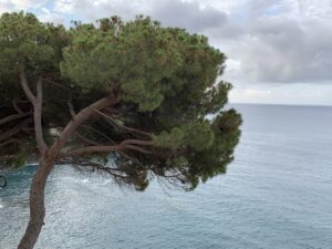 pini marittimi in Liguria