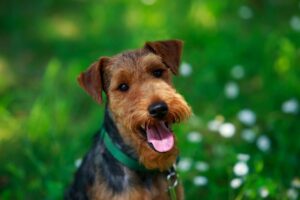caractéristiques et caractère du Welsh terrier