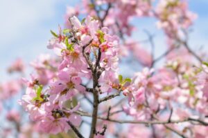 caractéristiques et conseils utiles pour les soins et la culture