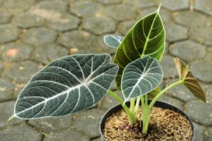 comment cultiver et entretenir cette plante tropicale