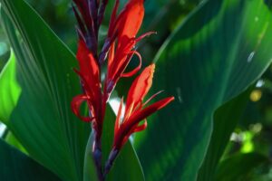 comment le cultiver en pot et au jardin et comment en prendre soin