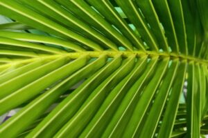 les secrets de cette plante d'intérieur