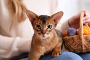 origines et caractéristiques du chat des pyramides