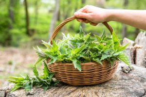 propriétés, bienfaits pour la santé et recettes à essayer