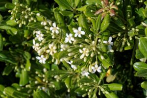 soins et caractéristiques d'une plante résistante