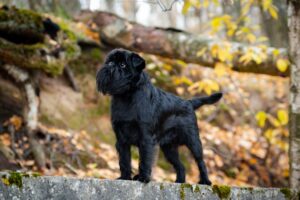 Le Griffon Belge, un petit chien doté d'une grande intelligence