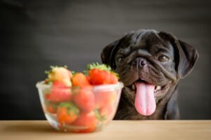 Les chiens peuvent-ils manger des fraises ?  Les réponses à tous les doutes