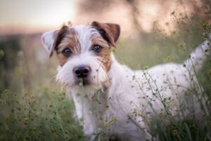 caractéristiques de ce chien de travail et de chasse