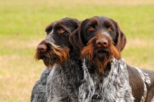 caractéristiques du chien d'arrêt créé "à table"