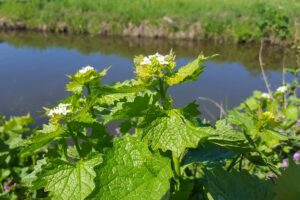 caractéristiques, propriétés et utilisations en phytothérapie et en cuisine