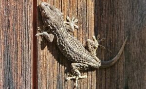 ce qu'il faut savoir sur ce petit dragon "porte-bonheur"
