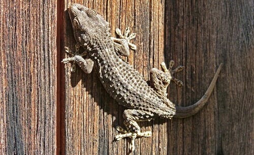 ce qu'il faut savoir sur ce petit dragon "porte-bonheur"