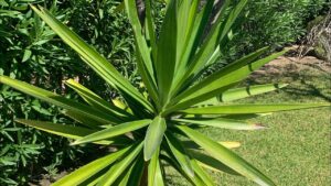 yucca