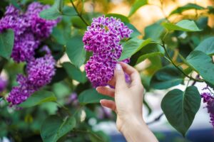 comment faire pousser cette plante en pot ou au jardin