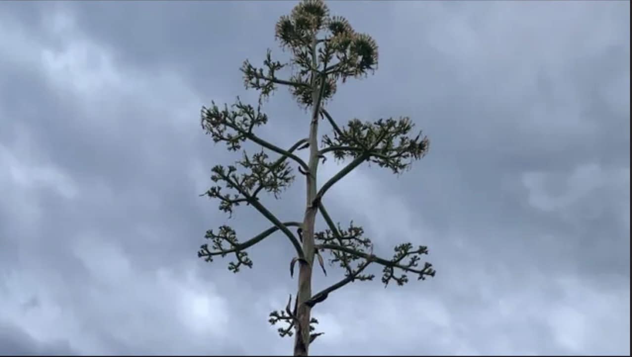 fiore dell'agave